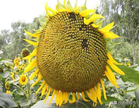 向日葵的生长周期介绍，简单描述向日葵的成长过程