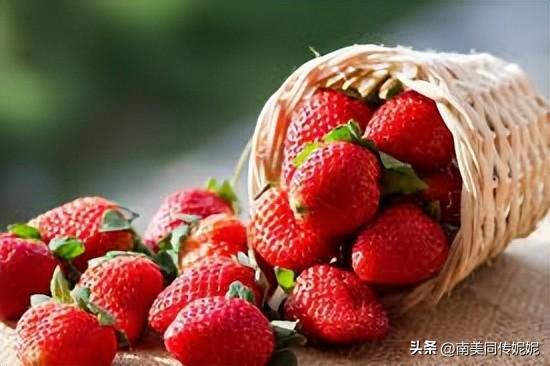 草莓原产地是哪个国家（草莓最初的产地在哪里）