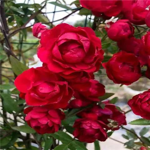 红木香花期多长时间，红木香是在几月份开花