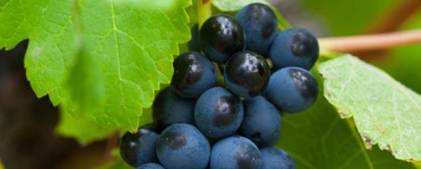 葡萄膨果期用什么肥料，葡萄各个时期的施肥注意事项