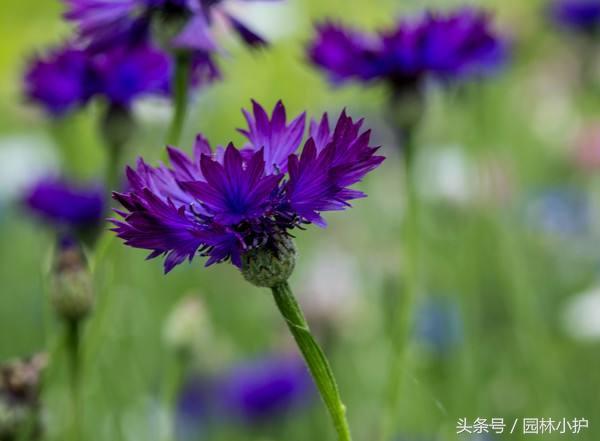 什么花是紫色的，常见的几种紫色花朵植物