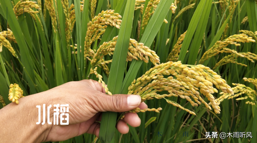 繁殖水稻的第一步是插秧还是晒种，繁殖水稻的方法讲解