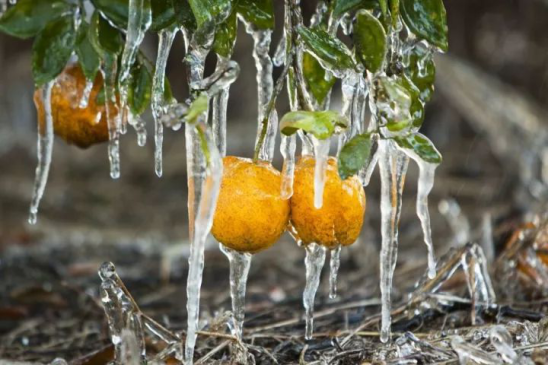 橘子树冬天会冻死吗？橘子树冬天怕不怕冷