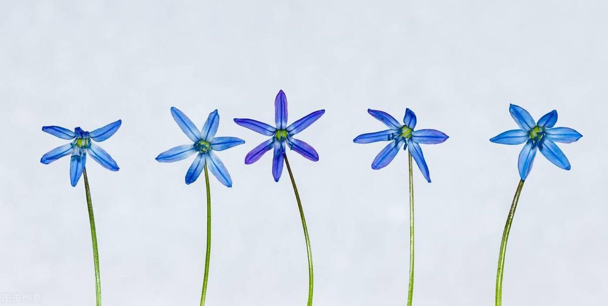 蓝星花的花语和寓意，蓝星花象征的含义介绍