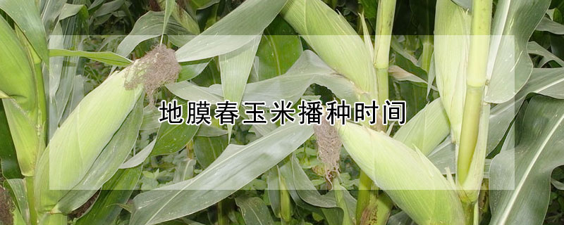 地膜春玉米播种时间