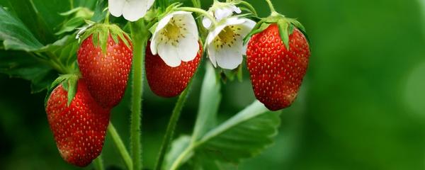 草莓怎么种（草莓的种植方法与技巧分享）