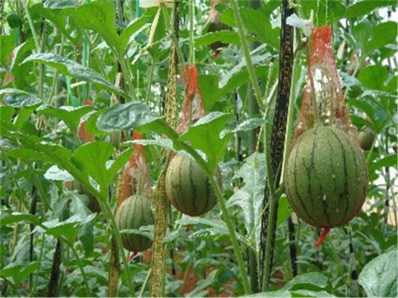 反季节大棚西瓜什么时候种，分享冬天种植西瓜的技术