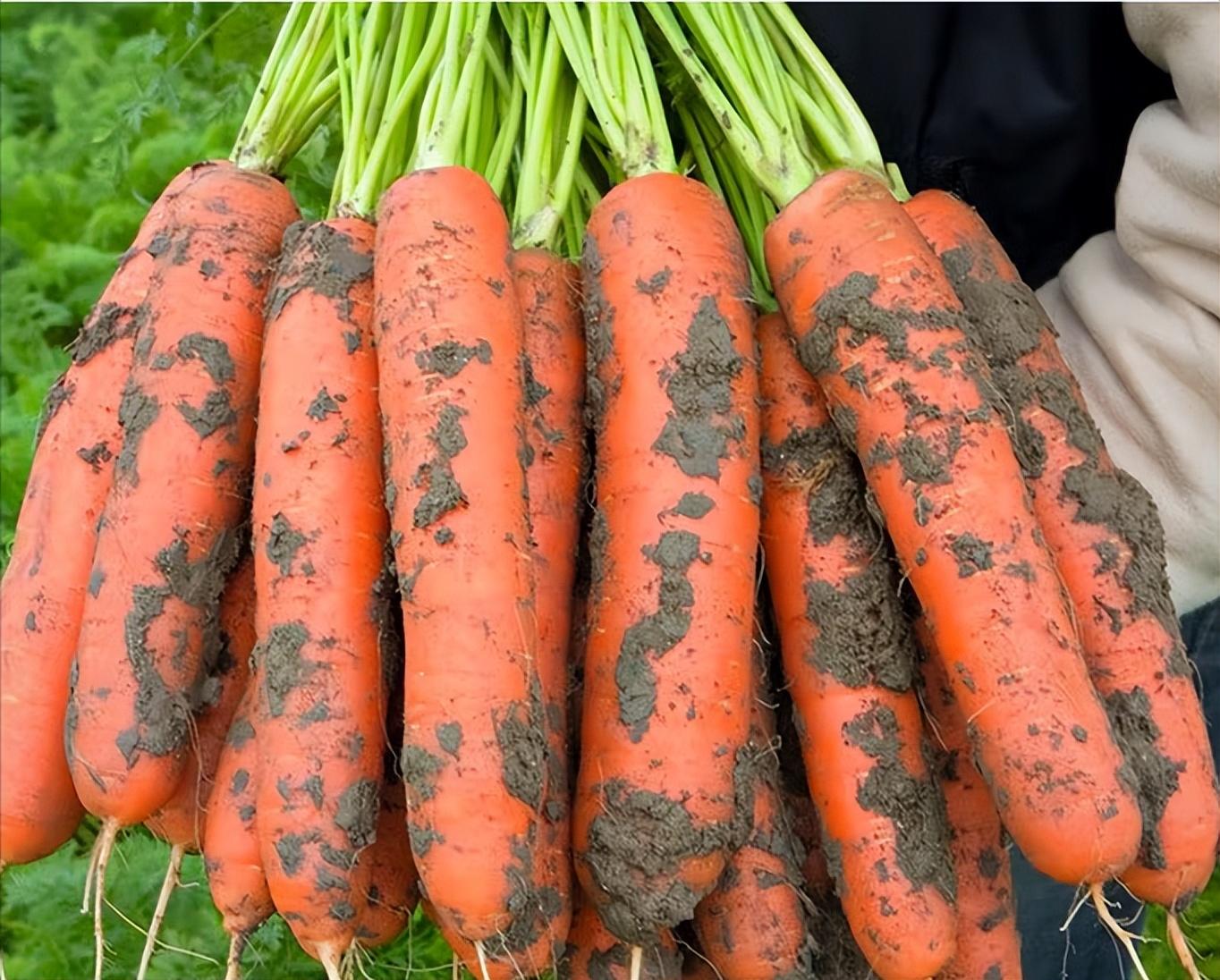 胡萝卜什么时候传入中国，胡萝卜的起源