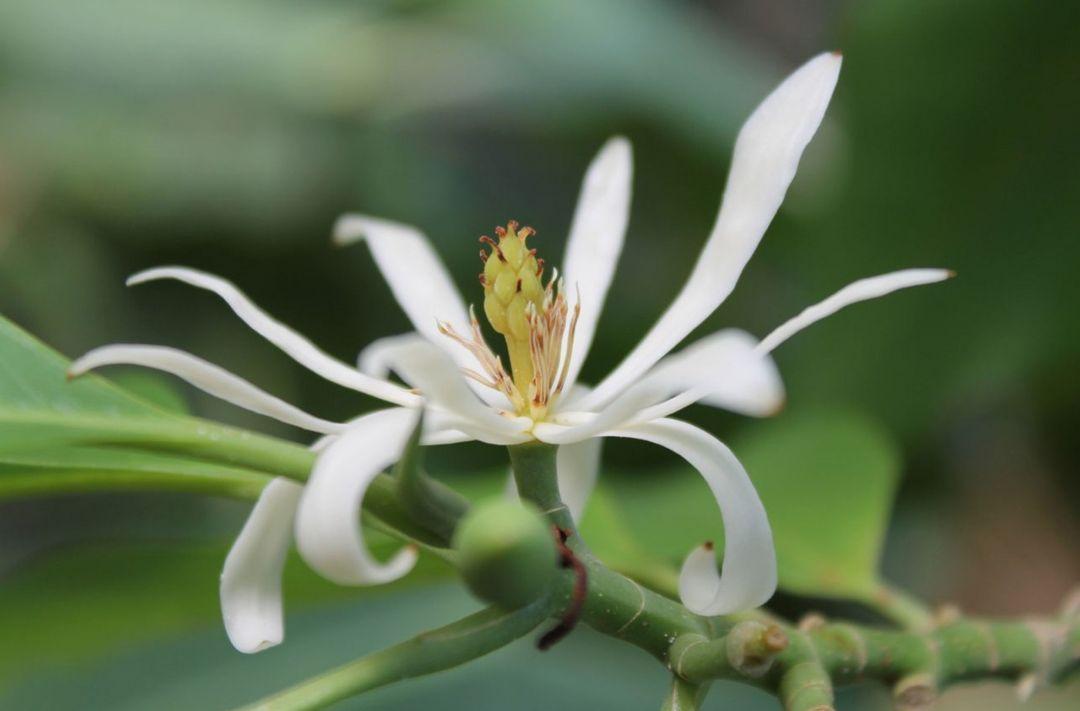 白兰花的养殖方法和注意事项，分享白兰花的养护技巧
