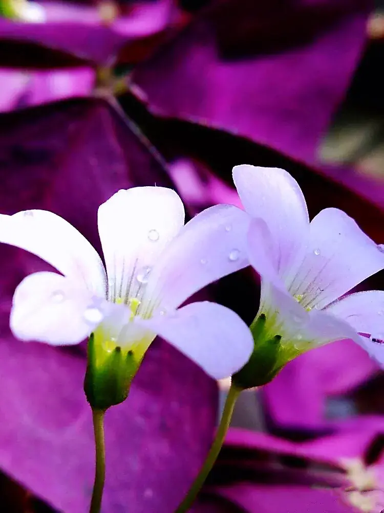 紫叶酢浆草喜阴还是喜阳，紫叶炸酱草的生长环境介绍
