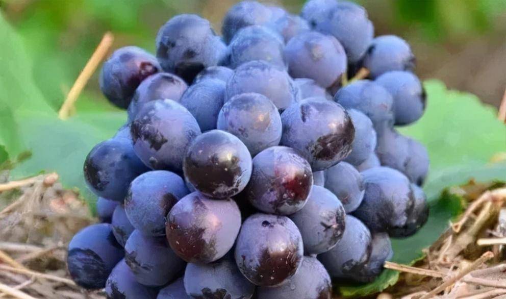 巨峰葡萄图片，巨峰葡萄的品种介绍