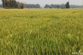 春小麦主要分布在哪里，春小麦都在什么地方种植