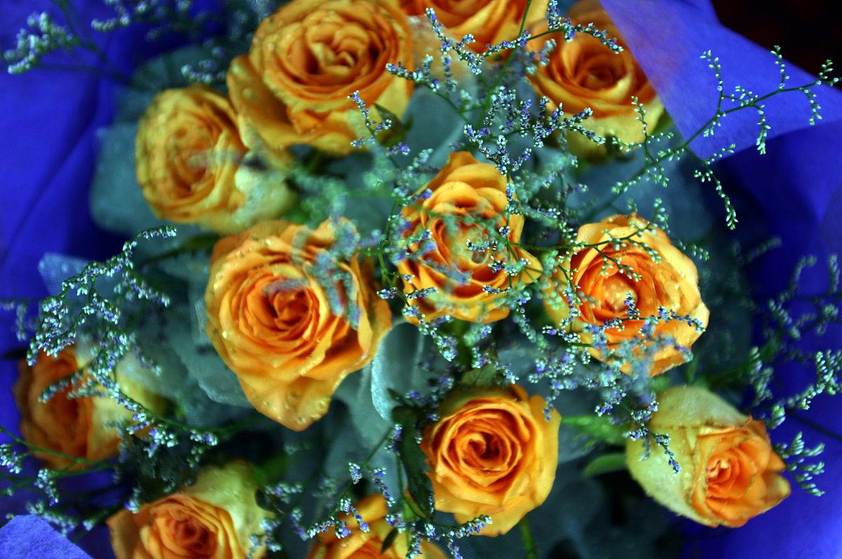 玫瑰花的寓意和花语，不同支数玫瑰花象征的寓意是什么