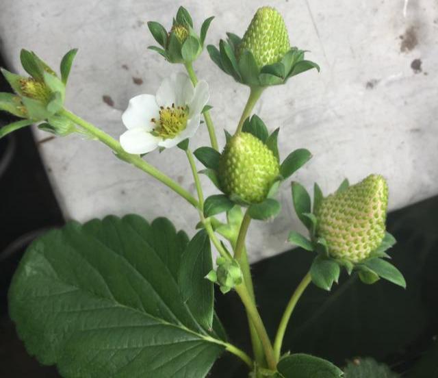 草莓生长过程，草莓从栽种到成熟的变化