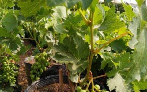 阳台葡萄种植技术与管理，阳台盆栽葡萄的方法分享