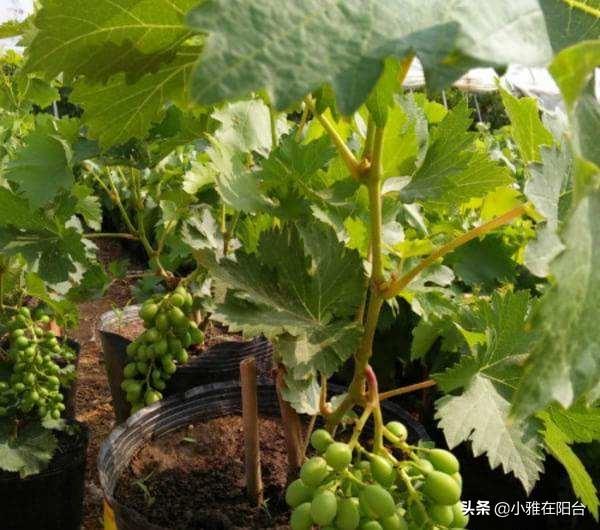 阳台葡萄种植技术与管理，阳台盆栽葡萄的方法分享