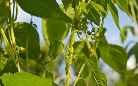 芸豆角种植时间和方法，怎么养芸豆才能高产呢