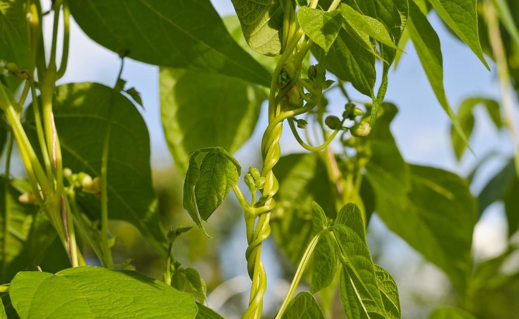 芸豆角种植时间和方法，怎么养芸豆才能高产呢