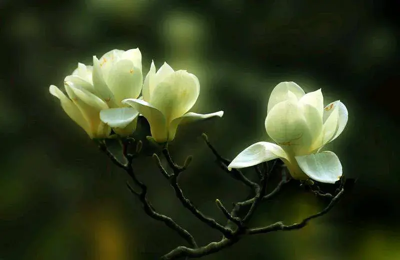 木兰花的花语和寓意是什么，木兰花的代表意义