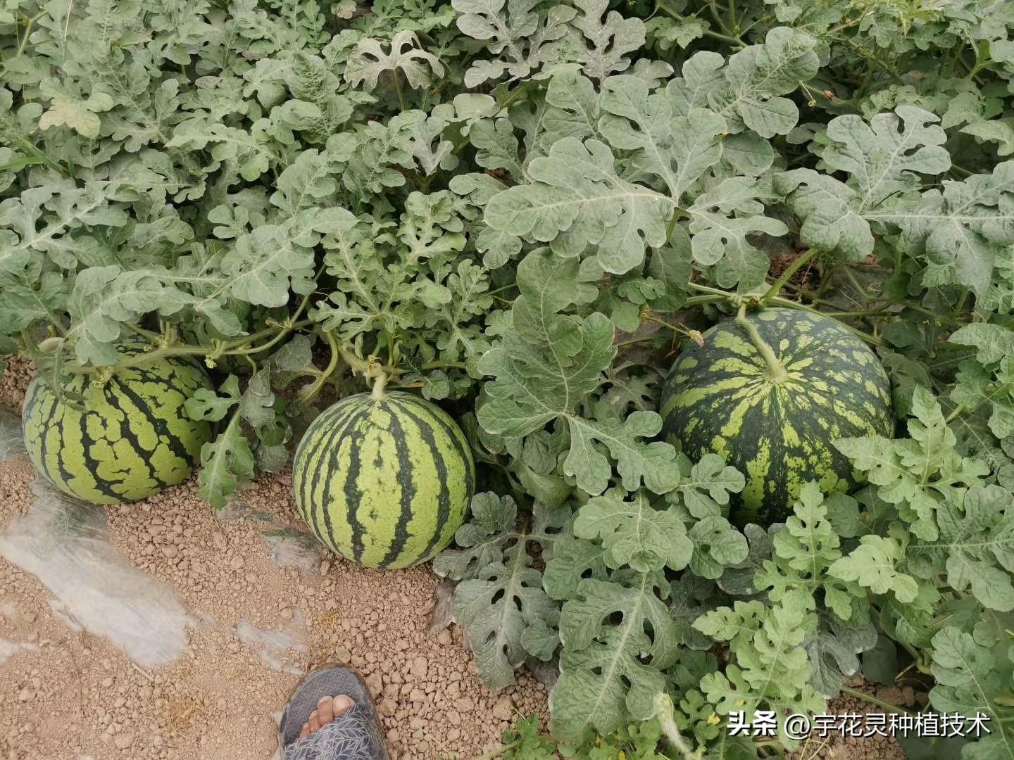 大棚西瓜亩产量一般是多少公斤？大棚西瓜的产量高不高