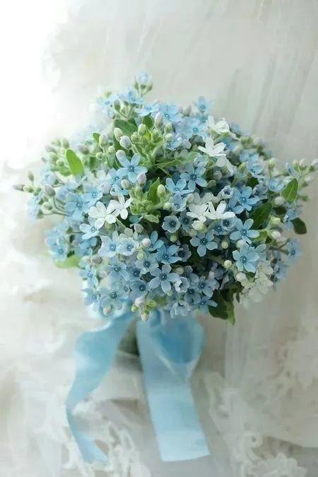 蓝星花的花语，蓝星花代表的寓意介绍