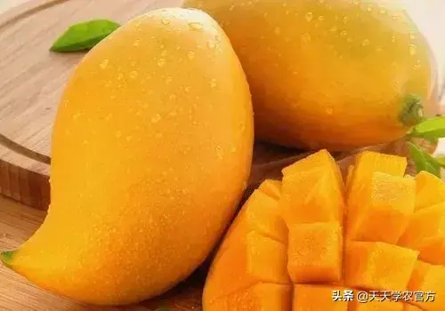 果的品种都有哪些，各个品种的芒果的介绍