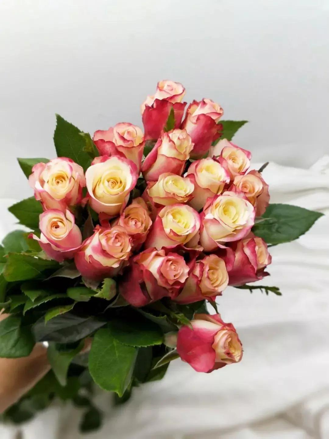 玫瑰种类名称及花语，常见几种玫瑰花及其花语介绍