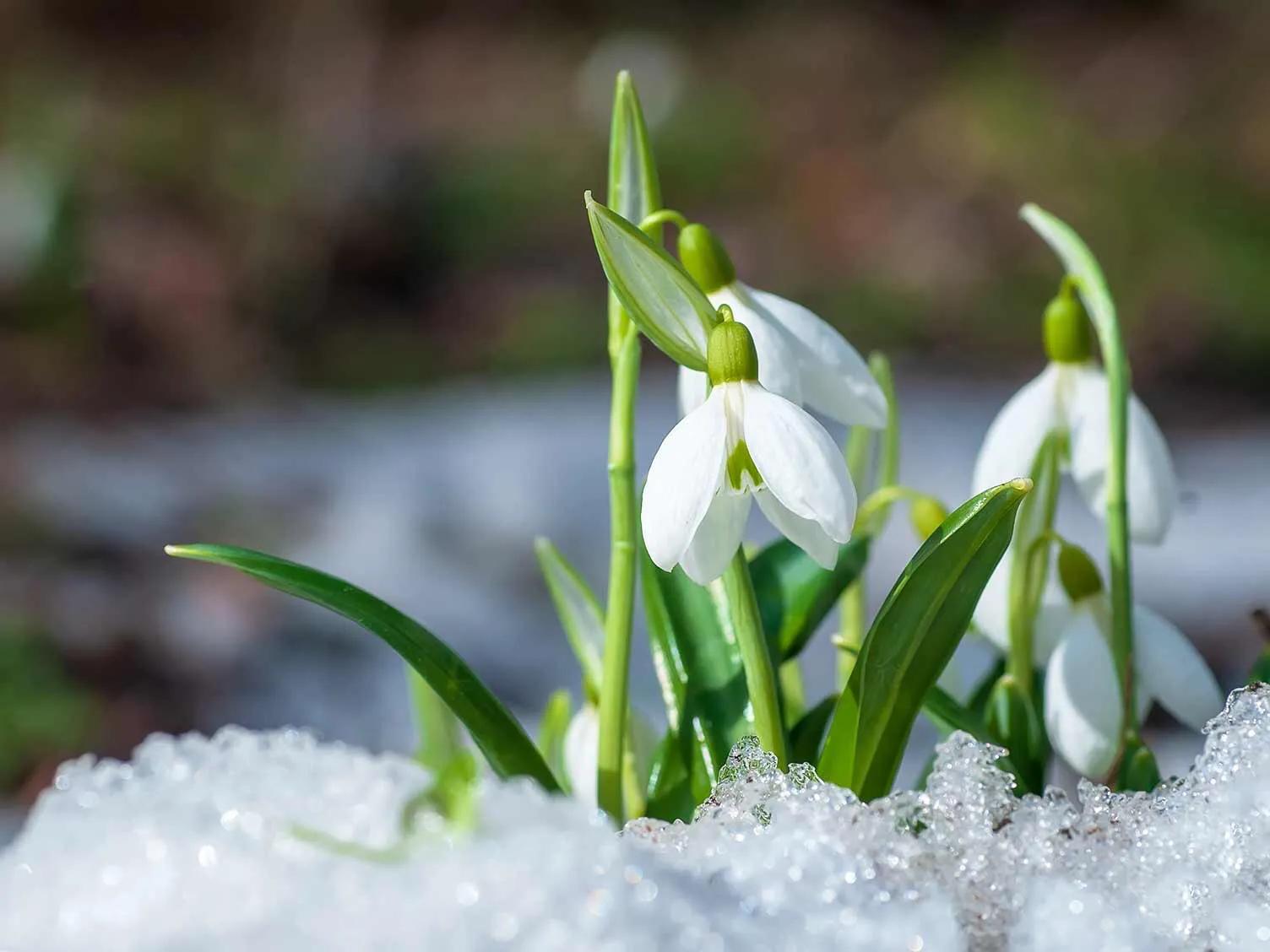 雪滴花的花语是什么，雪滴花的花期是哪个季节