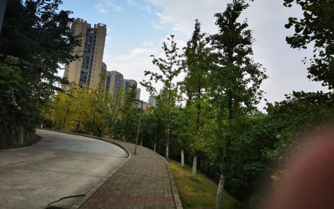 重庆市树，重庆市树是银杏吗