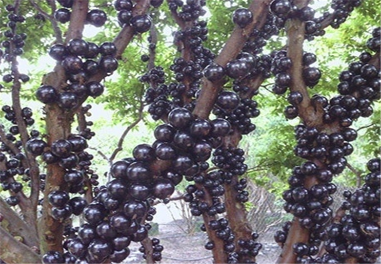 树葡萄适合什么地方种植，树葡萄生长环境和地区