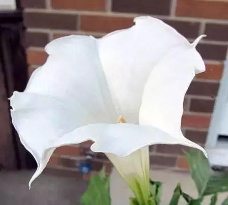 白色的花有哪些，常见的白色花有什么