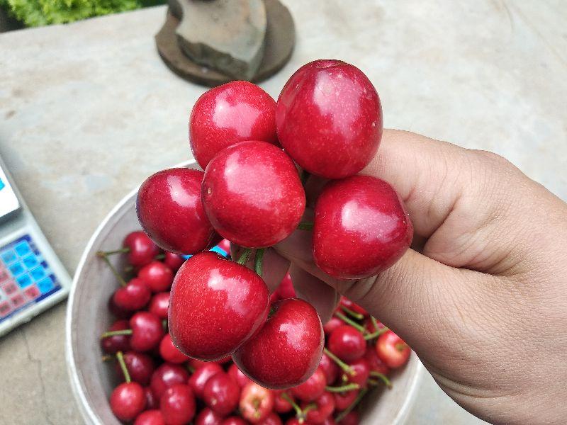 美早樱桃几月份成熟，美早樱桃在什么季节上市