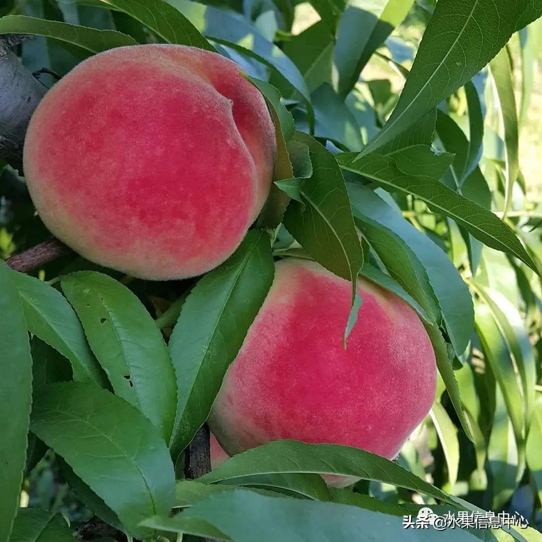 水蜜桃十大排名，水蜜桃适合在哪里种植