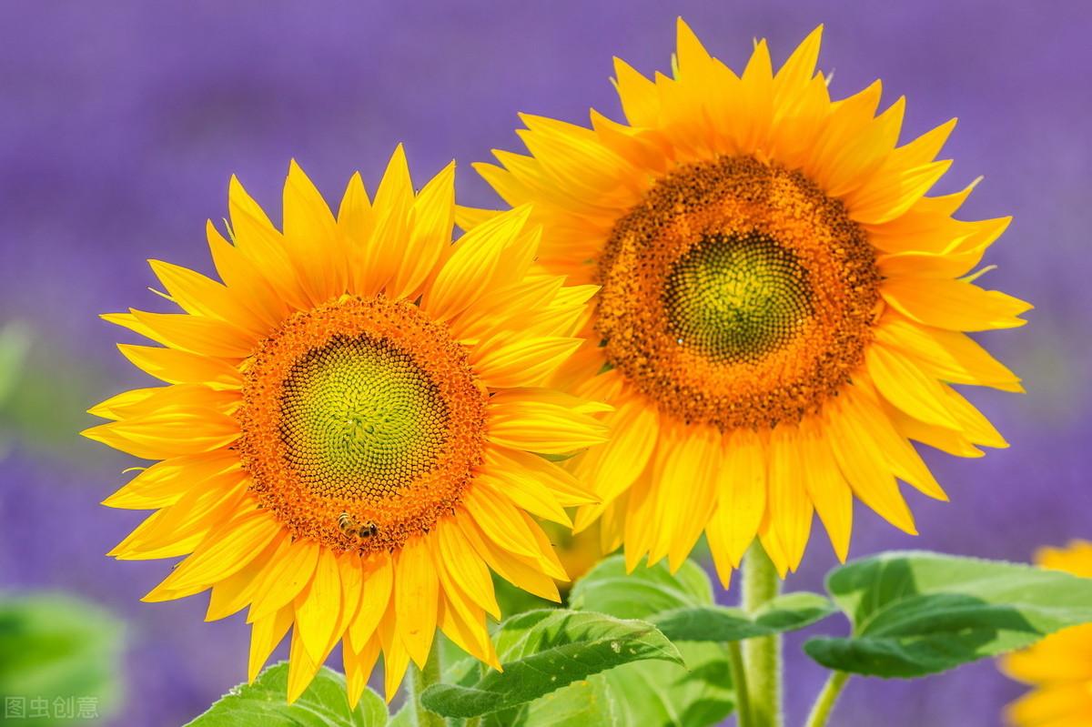 太阳花和向日葵是一种花吗，向日葵和太阳花有什么区别