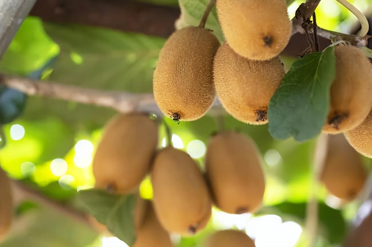 猕猴桃果实成熟期在什么时候，猕猴桃成熟时间是几月份