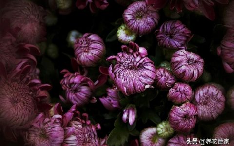 十大名贵菊花分析，珍贵菊花的品种有哪些
