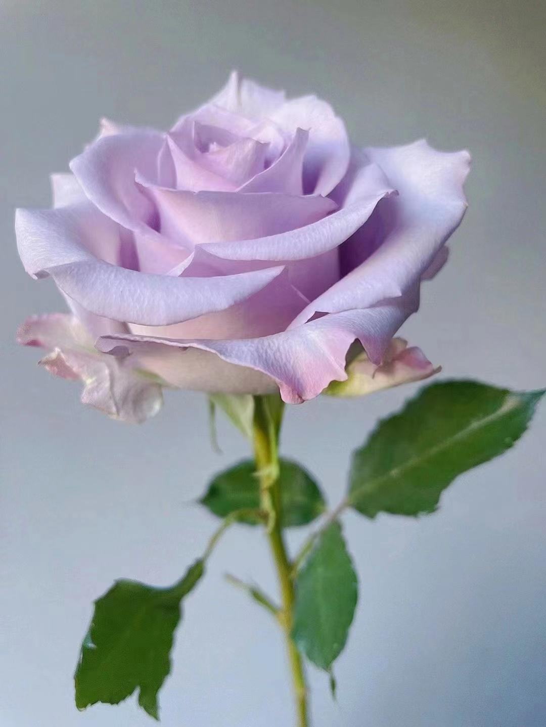 紫色的玫瑰花叫什么，紫色的玫瑰花的名字