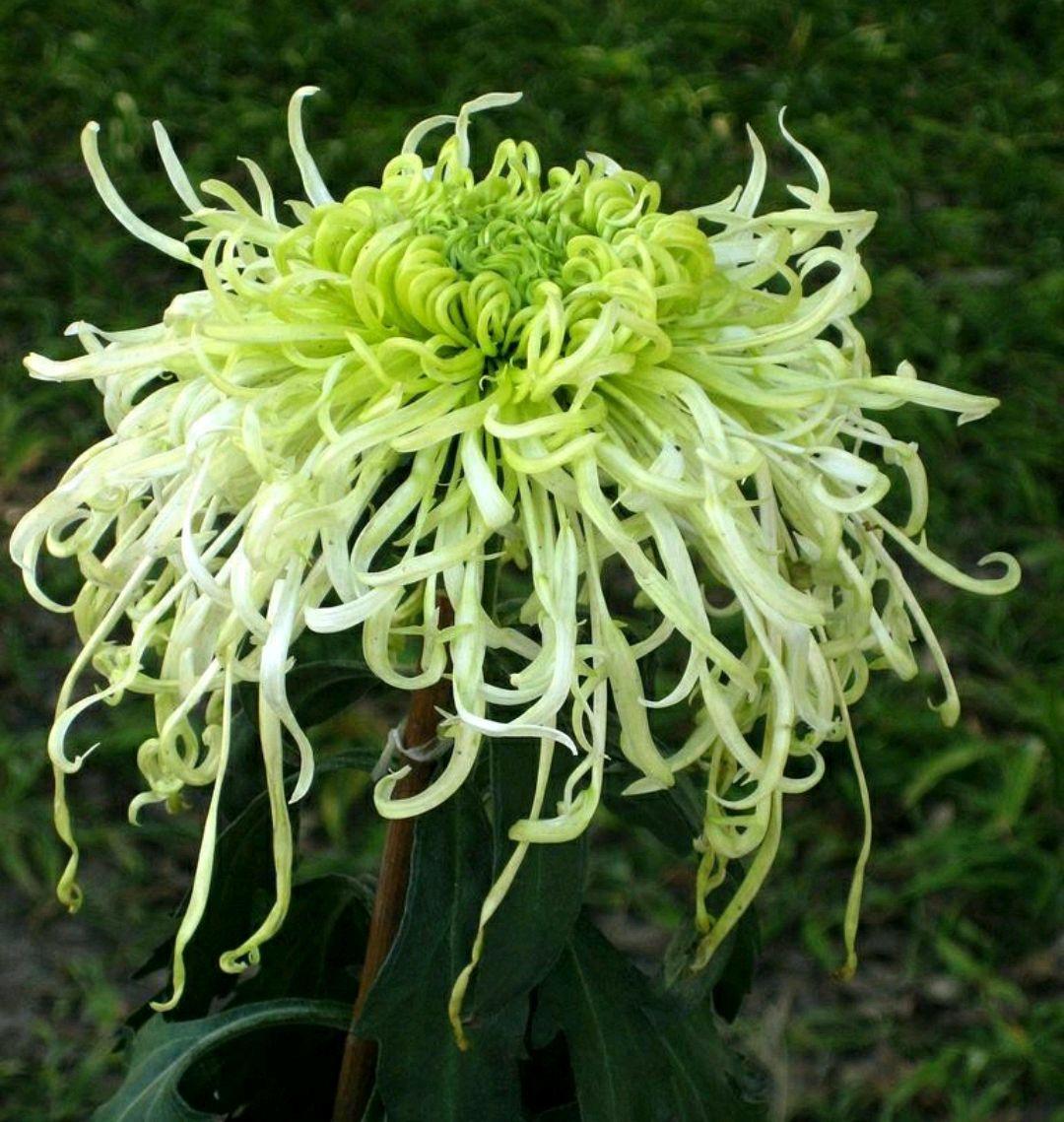 十大名贵菊花，常见的几种菊花品种介绍