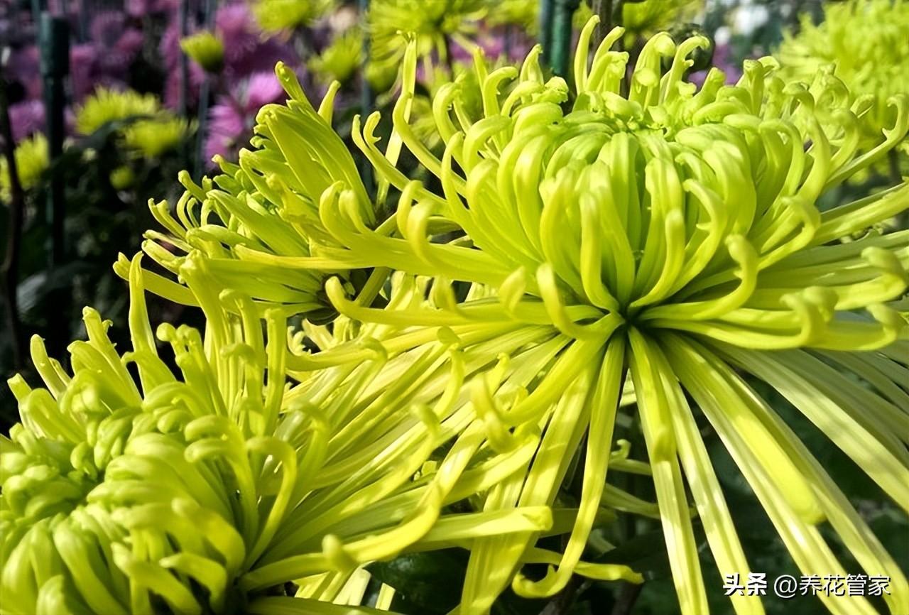 十大名贵菊花分析，珍贵菊花的品种有哪些