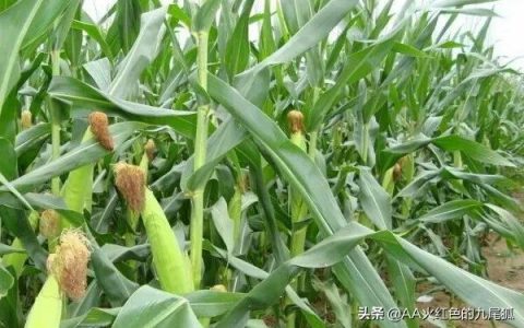 玉米几月份成熟，关于玉米的生长周期介绍
