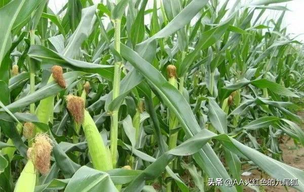 玉米几月份成熟，关于玉米的生长周期介绍