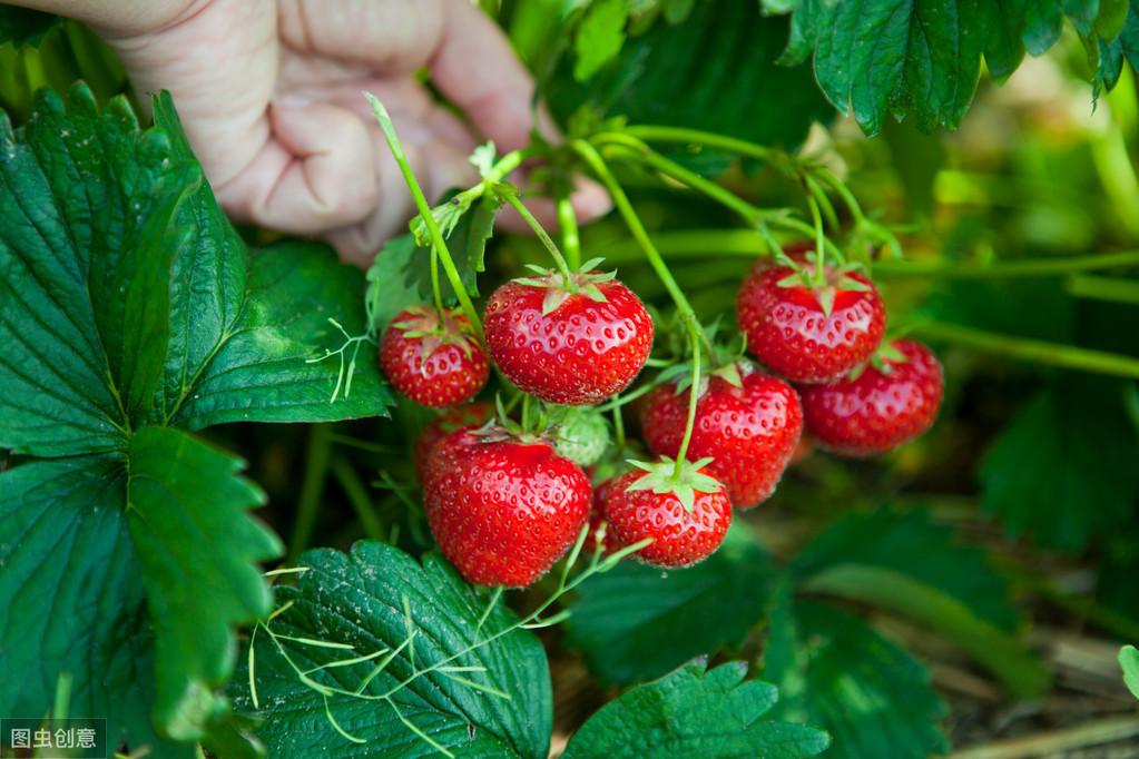 草莓生长过程，草莓从栽种到成熟的变化