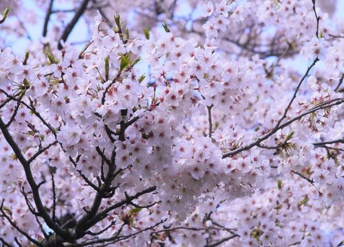 寒绯樱的花语是什么，寒绯樱代表的含义和象征