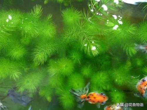 金鱼藻是藻类植物吗，金鱼藻是什么