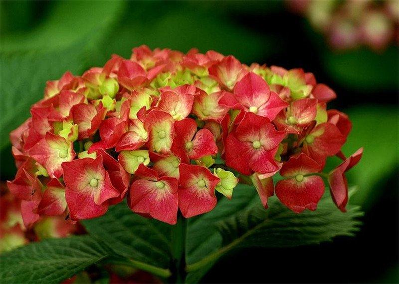 八仙花有哪些颜色，介绍八仙花常见的几种颜色