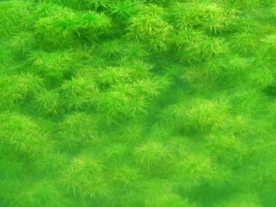 水草的养殖技巧,养好水草的基本条件是什么
