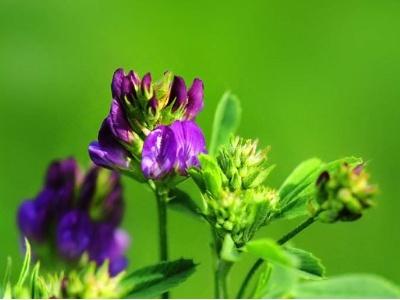 紫花苜蓿草种植时间和温度（紫花苜蓿草栽培技术和注意事项）