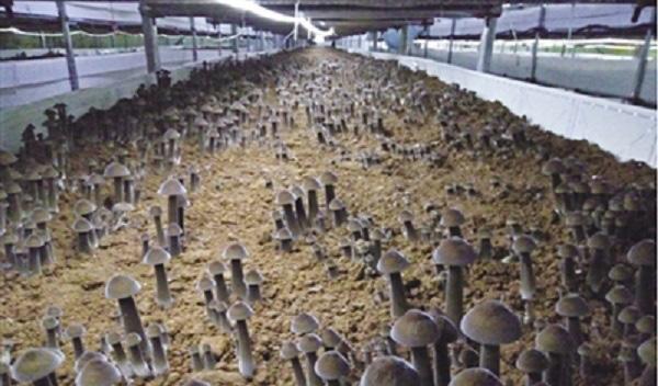 鸡枞菌人工种植技术,简述鸡枞菌的生长环境要求