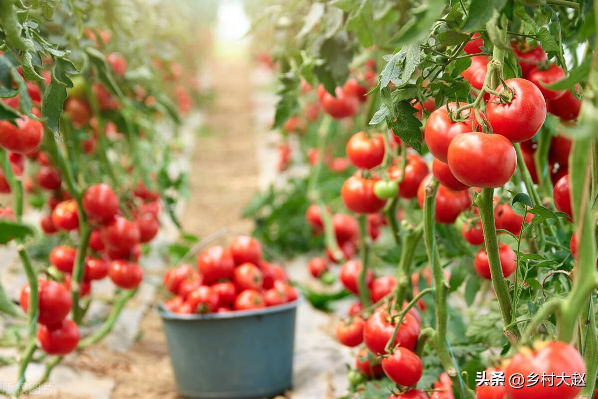 番茄的种植方法和时间（种西红柿的技术要点分享）