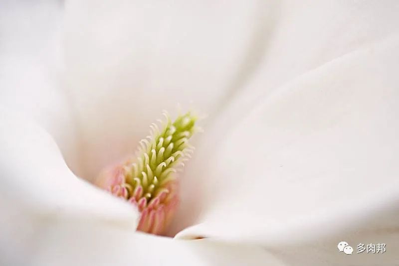 白玉兰有什么特点，了解玉兰花的结构特征